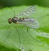Sciapus platypterus